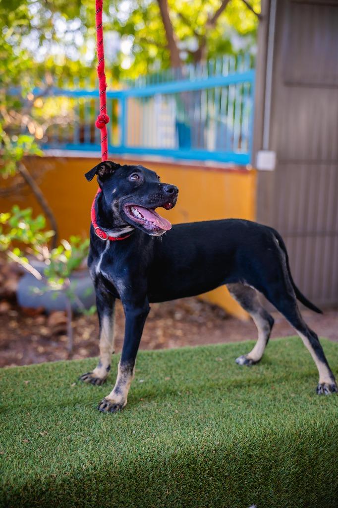 Enlarge Anastacia, a Adoptable mixed breed in Portland, OR image 2/6