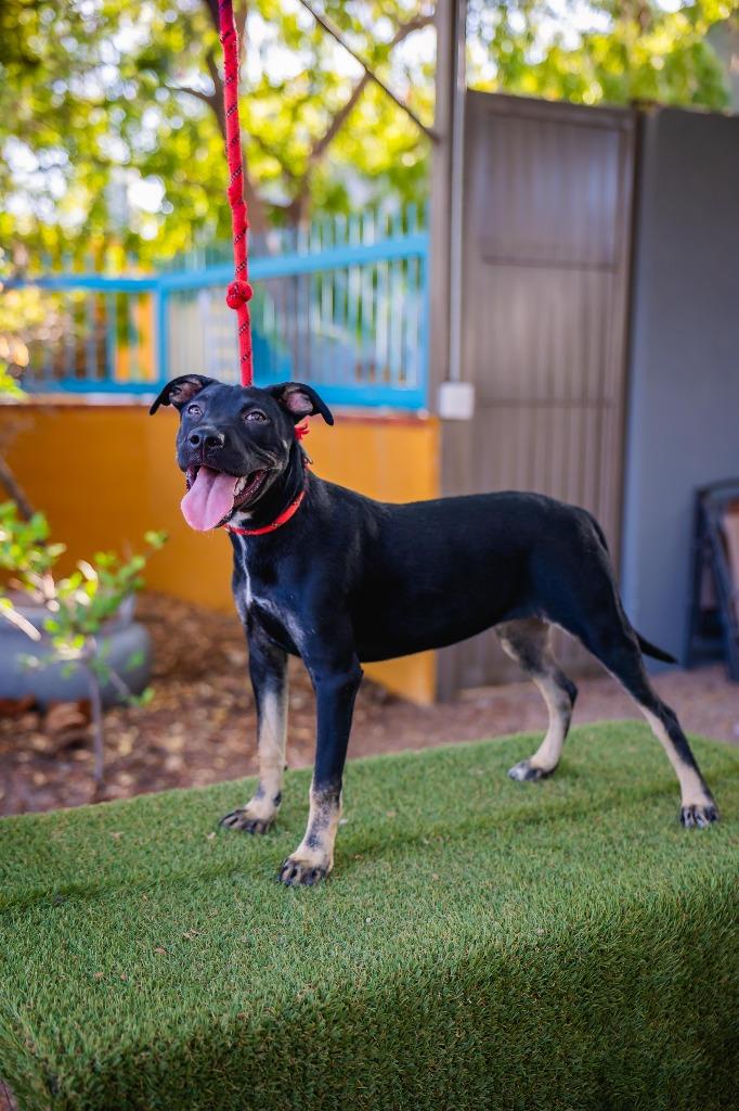 Enlarge Anastacia, a Adoptable mixed breed in Portland, OR image 3/6