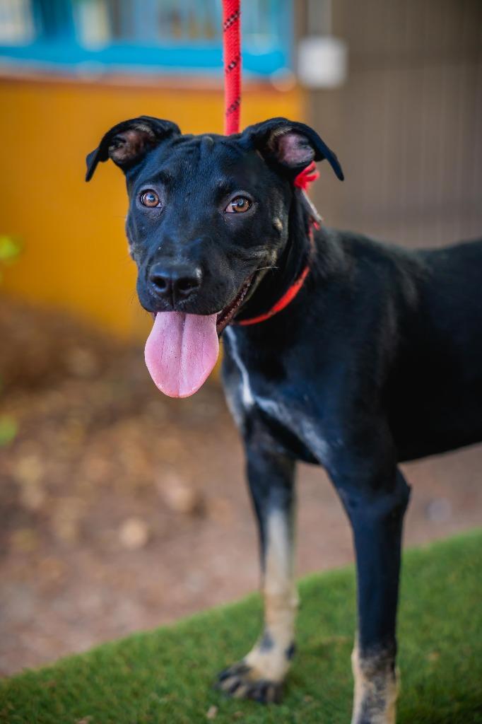 Enlarge Anastacia, a Adoptable mixed breed in Portland, OR image 4/6