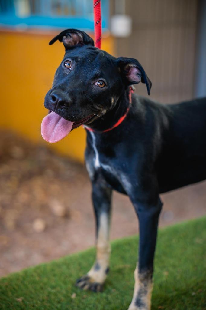 Enlarge Anastacia, a Adoptable mixed breed in Portland, OR image 5/6