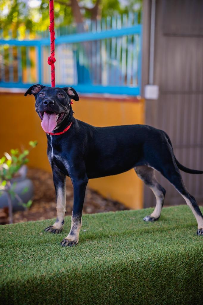 Enlarge Anastacia, a Adoptable mixed breed in Portland, OR image 6/6