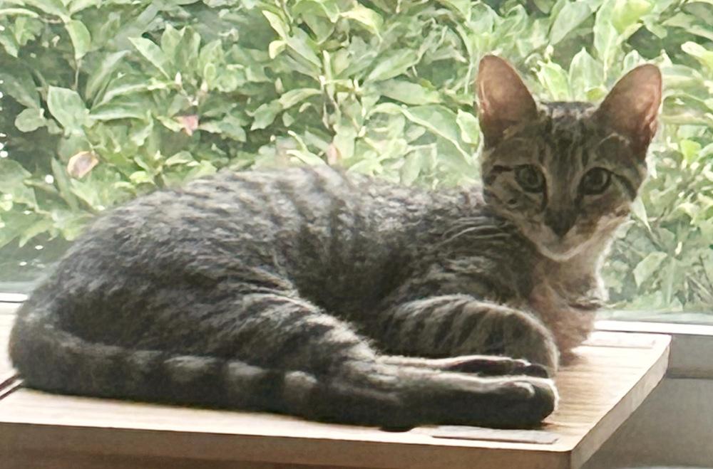 Enlarge Buggs, a Adoptable Domestic Short Hair in Silver Spring, MD image 2/5