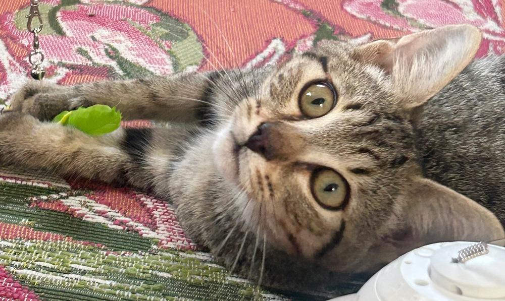 Enlarge Buggs, a Adoptable Domestic Short Hair in Silver Spring, MD image 3/5