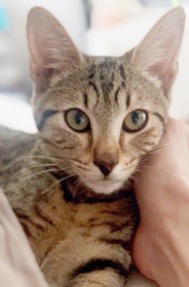 Buggs, Adoptable, Kitten Male Domestic Short Hair.