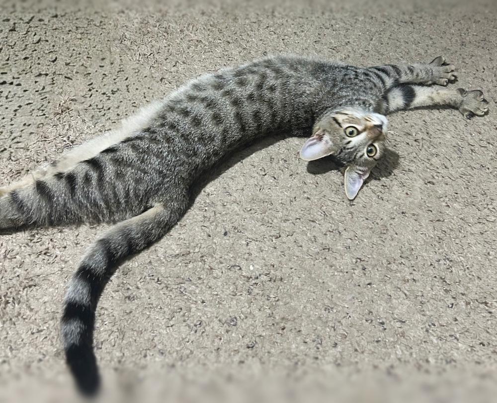 Enlarge Buggs, a Adoptable Domestic Short Hair in Silver Spring, MD image 4/5