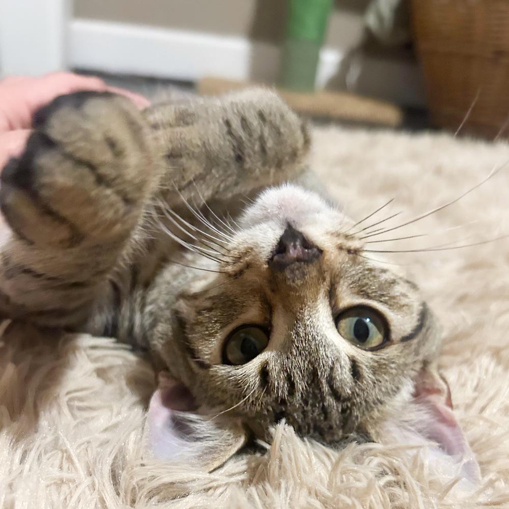 Enlarge Buggs, a Adoptable Domestic Short Hair in Silver Spring, MD image 5/5