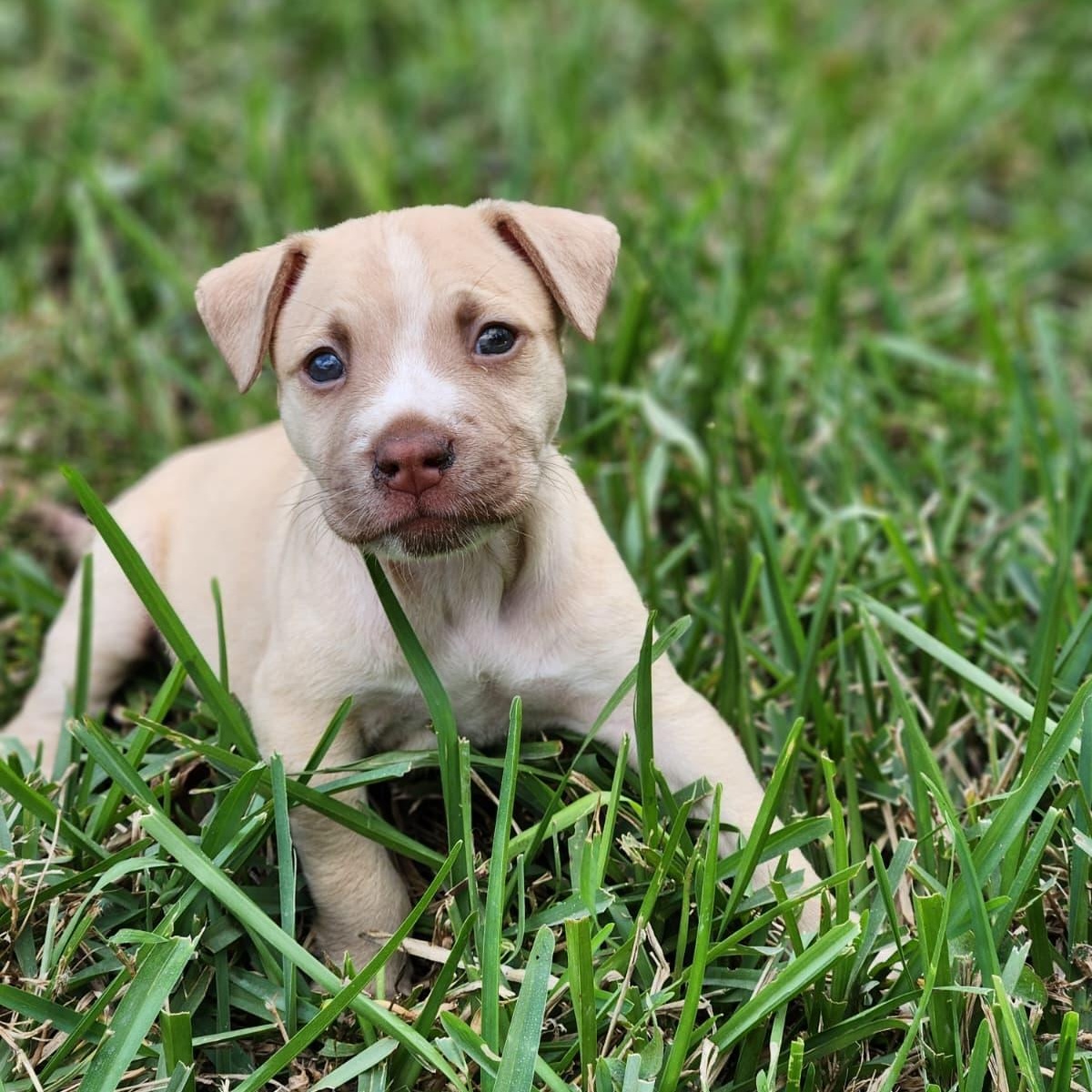 Yam, Adoptable, Puppy Male Mixed Breed.
