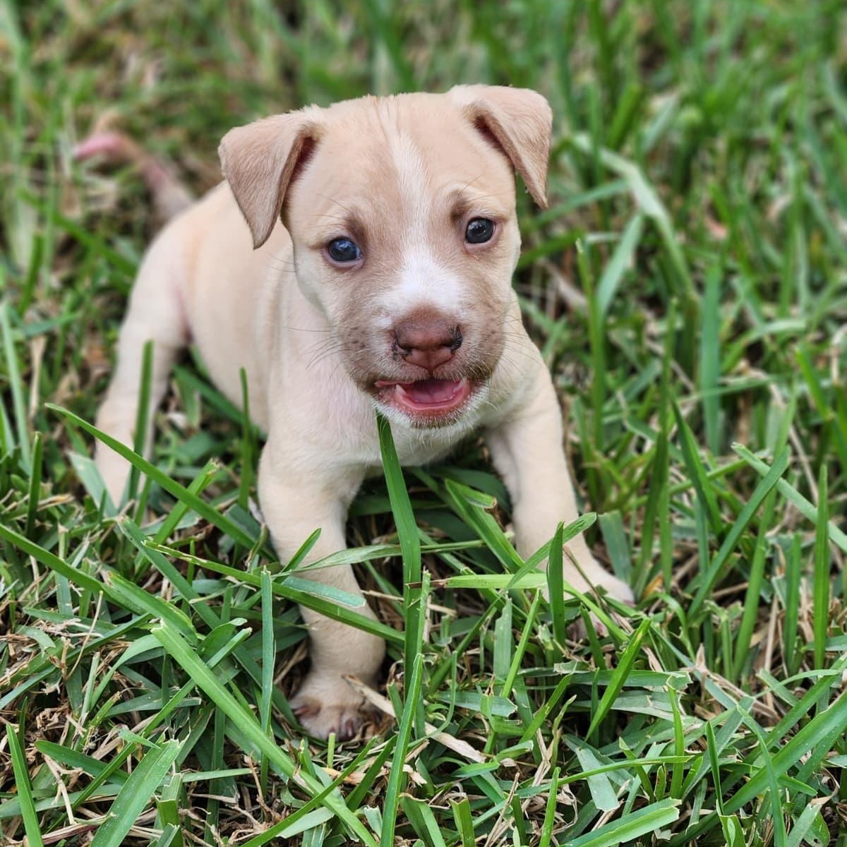Enlarge Yam, a Adoptable Mixed Breed in Kissimmee, FL image 2/2