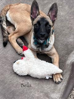 C23-26 Bella, ADOPTABLE, Young Female German Shepherd Dog & Belgian Shepherd / Malinois.
