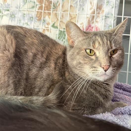 Ali, Adoptable, Adult Female Domestic Short Hair.