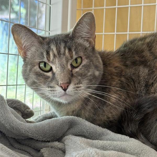 Ali, Adoptable, Adult Female Domestic Short Hair & Domestic Short Hair.
