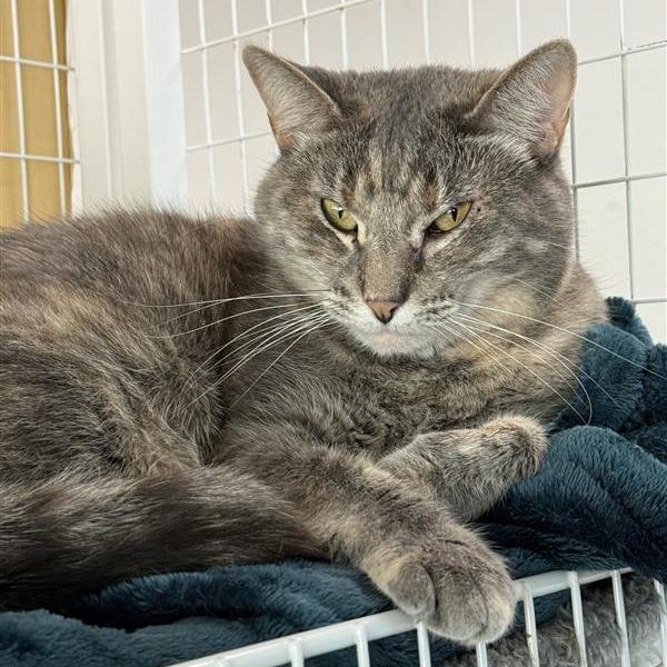 Ali, a Adoptable mixed breed in Mount Shasta, CA image 2/4