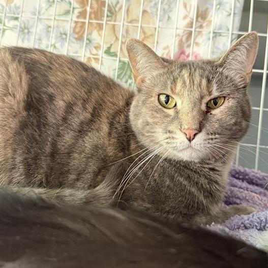 Enlarge Ali, a Adoptable Domestic Short Hair in Mount Shasta, CA image 4/6