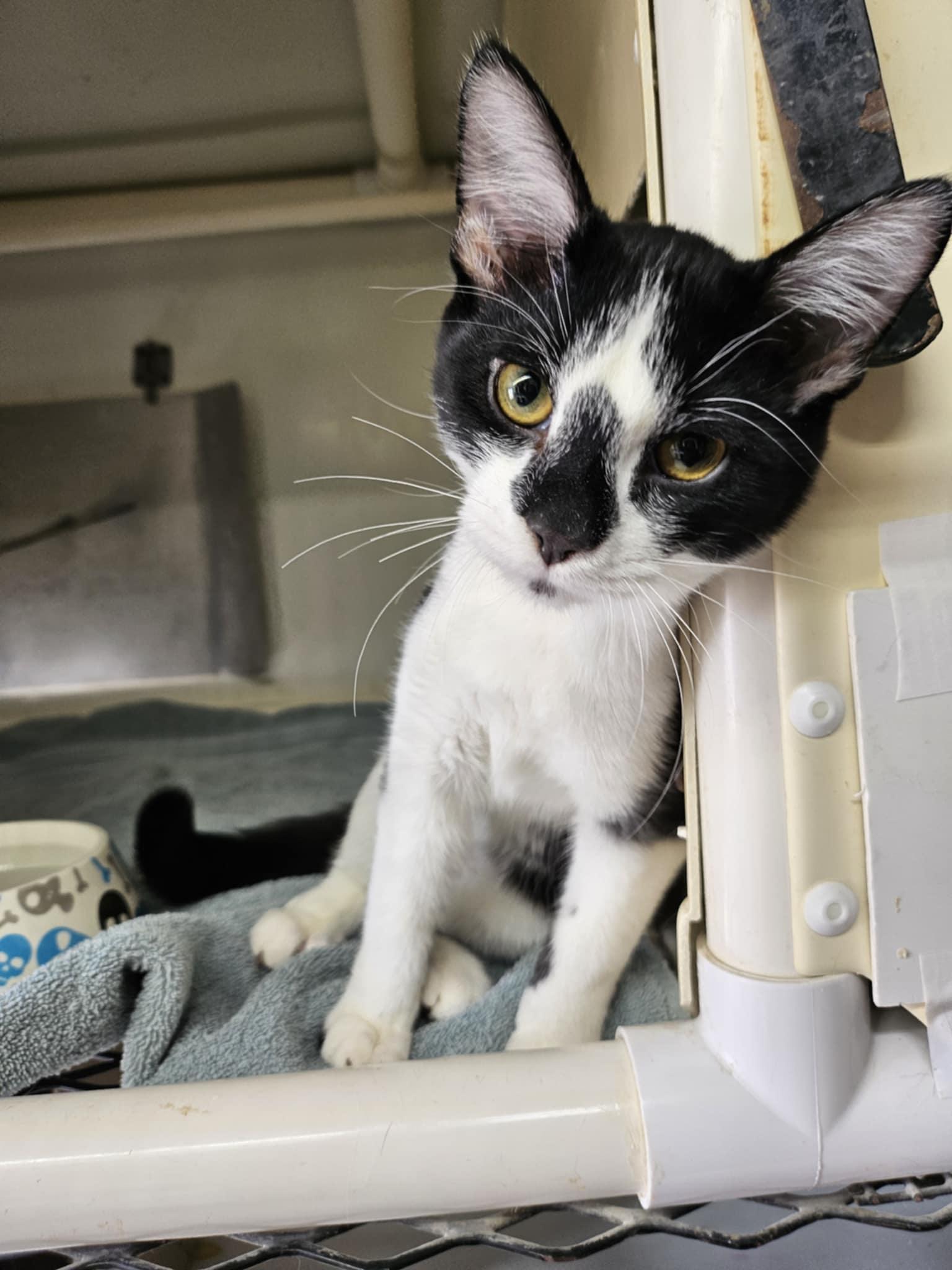 Enlarge Calypso, a ADOPTABLE Domestic Short Hair in Chappell, NE image 2/3