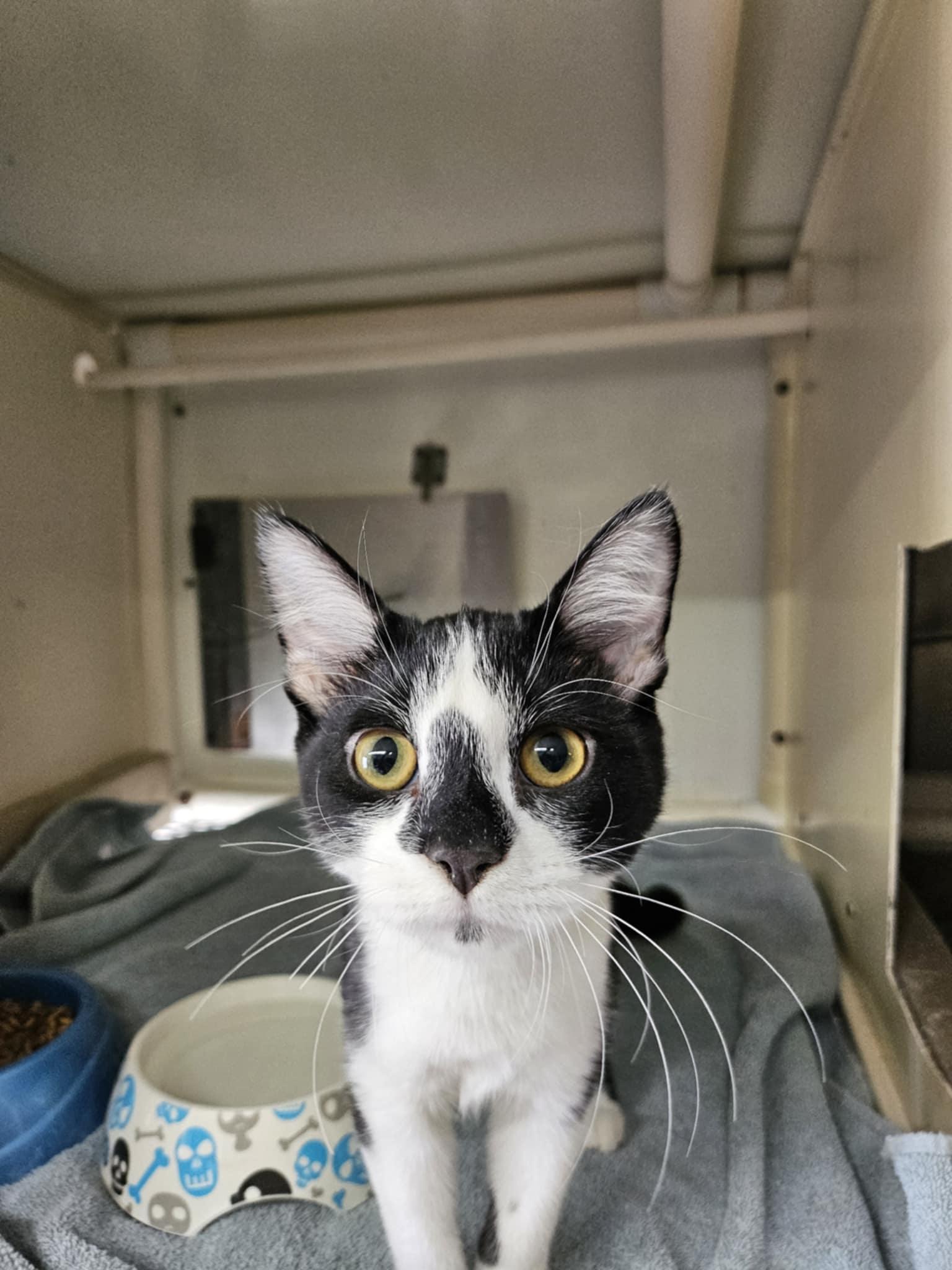 Enlarge Calypso, a ADOPTABLE Domestic Short Hair in Chappell, NE image 1/3