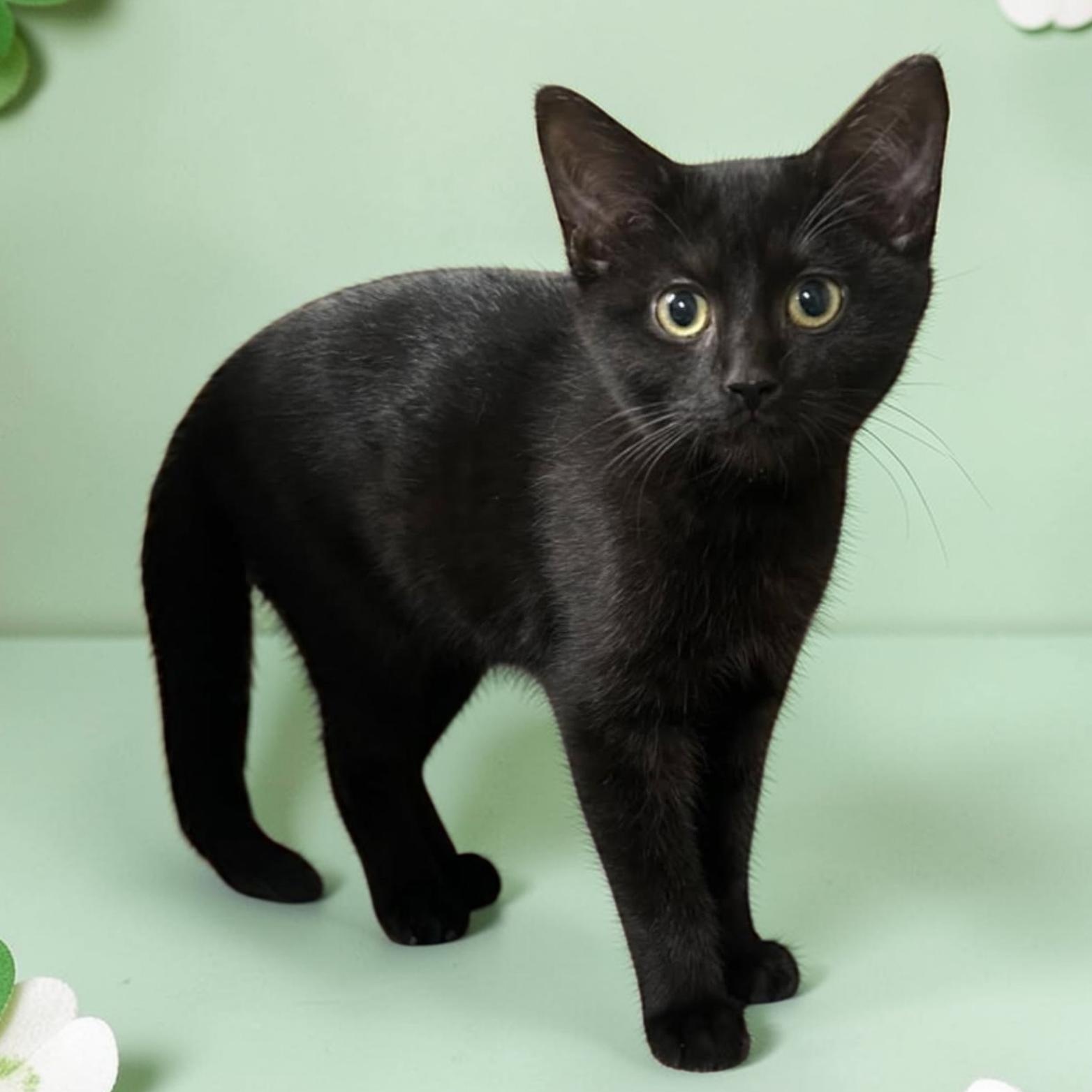 Enlarge Lillith -  Bonded Pair, a ADOPTABLE Domestic Short Hair in Wilmington, OH image 1/1