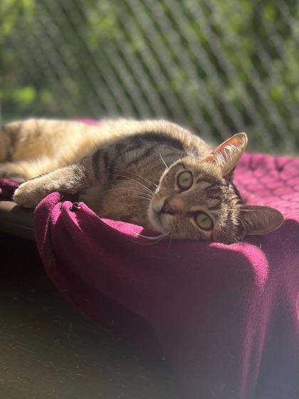 Miranda, Adoptable, Young Female Domestic Short Hair & Domestic Short Hair.