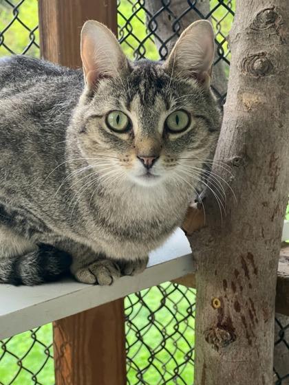 Miranda, a Adoptable Domestic Short Hair in New Freedom, PA image 2/3