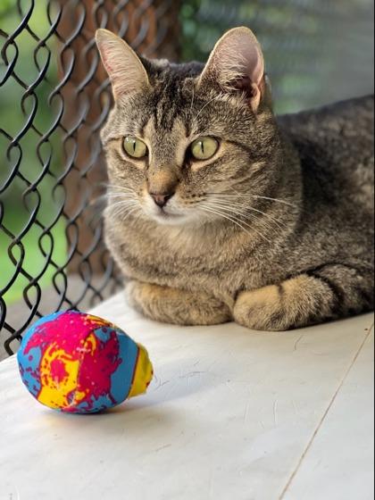 Miranda, a Adoptable Domestic Short Hair in New Freedom, PA image 3/3