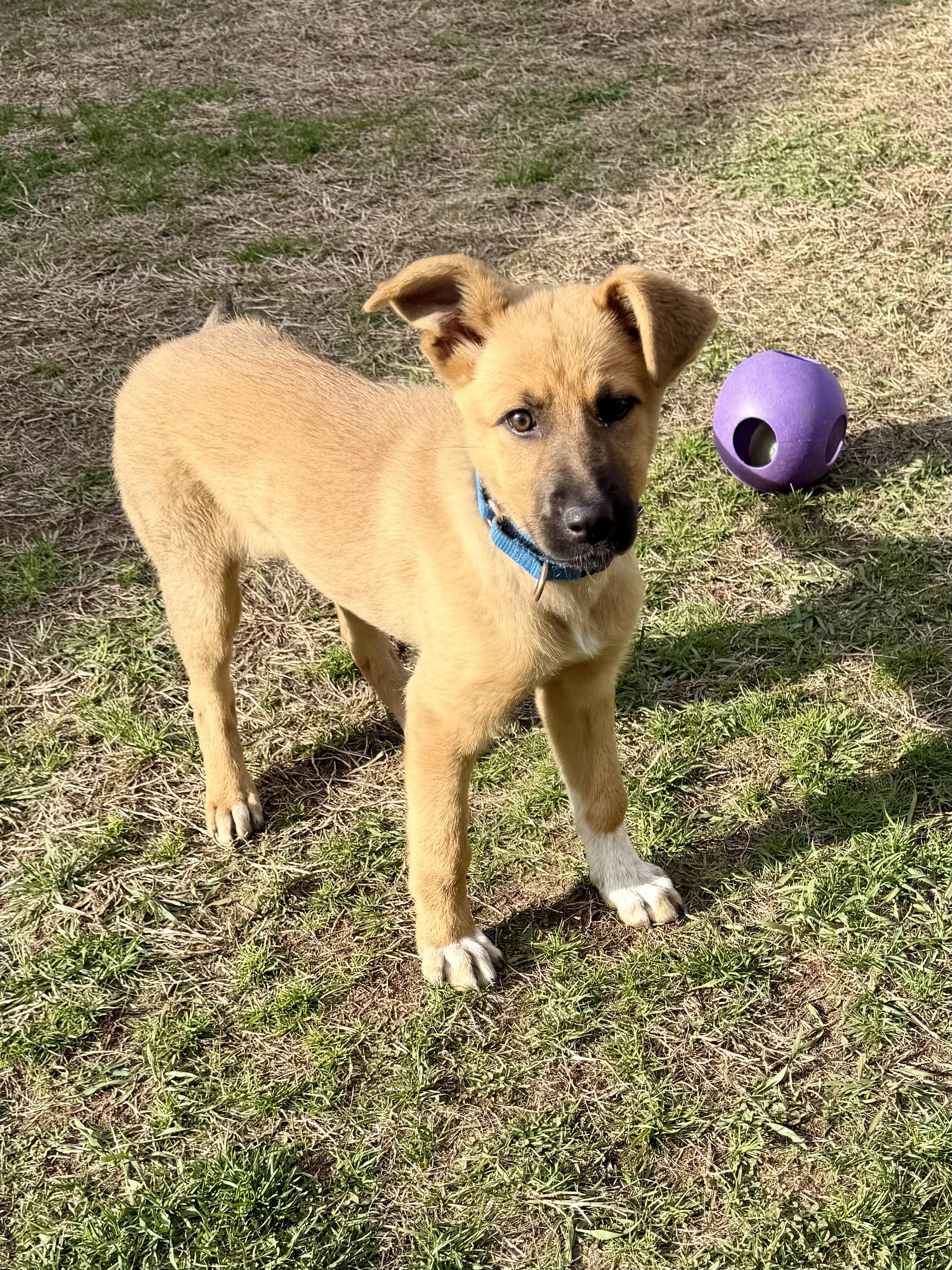 Enlarge Skye, a ADOPTABLE mixed breed in Uxbridge, MA image 1/1