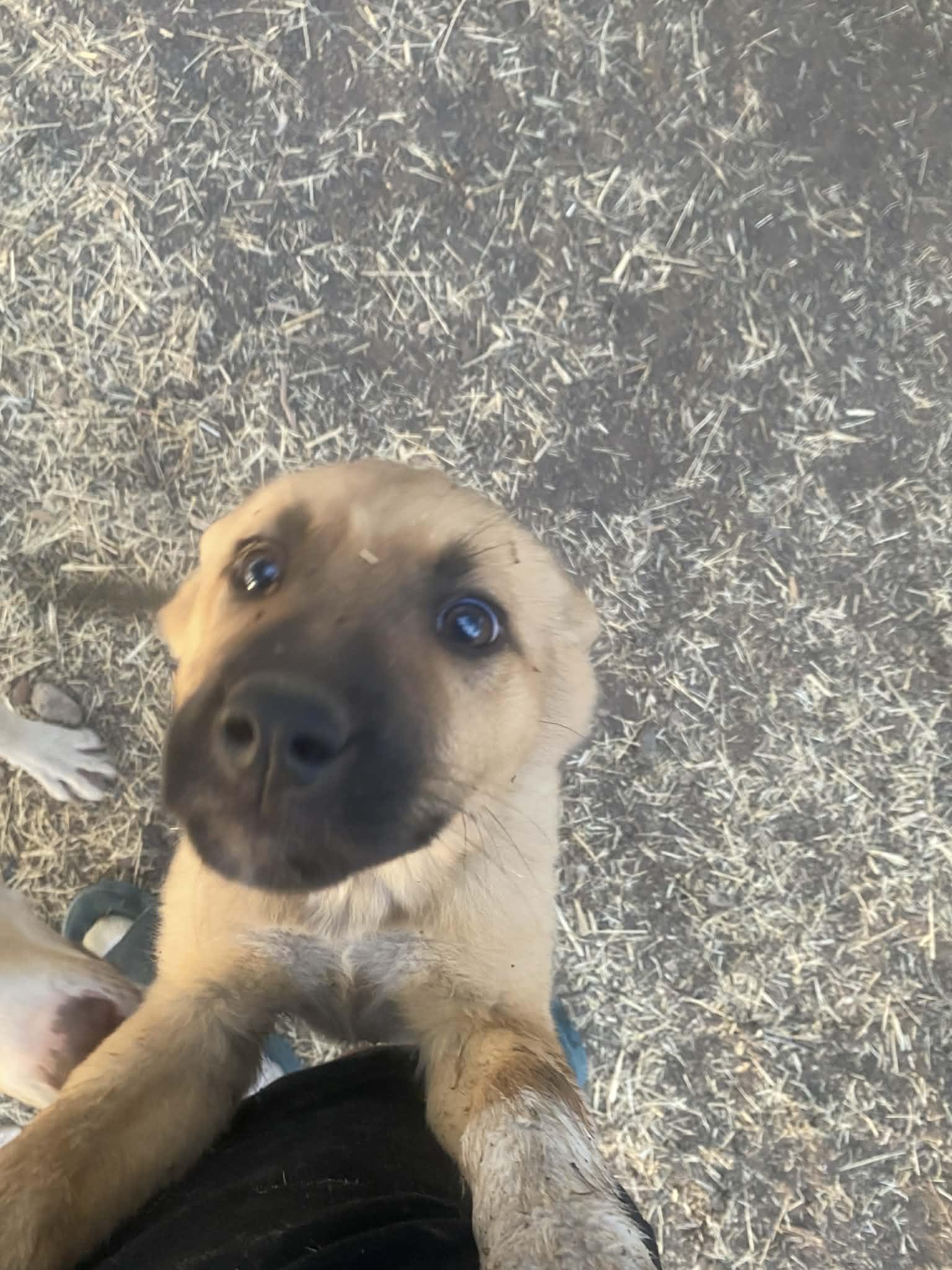 Enlarge Sky, a ADOPTABLE mixed breed in Uxbridge, MA image 1/1