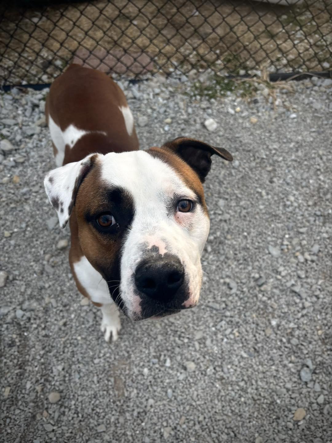Enlarge Bruno, an adoptable mixed breed in Greensburg, IN image 1/1