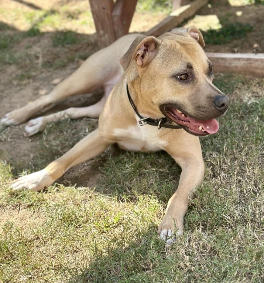 Happy, Adoptable, Adult Male Mixed Breed.