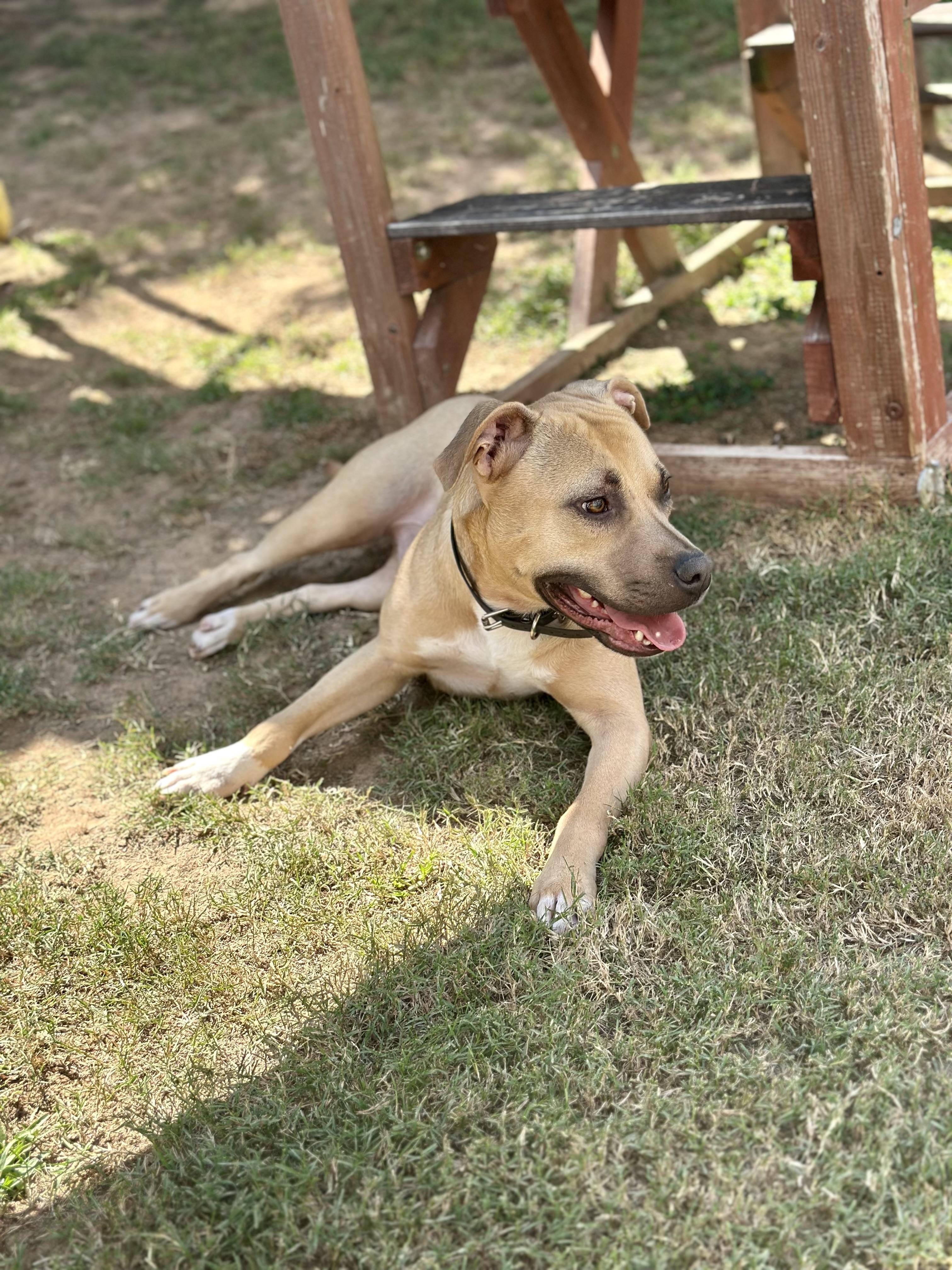 Happy, a Adoptable Mixed Breed in Auburn, GA image 3/6
