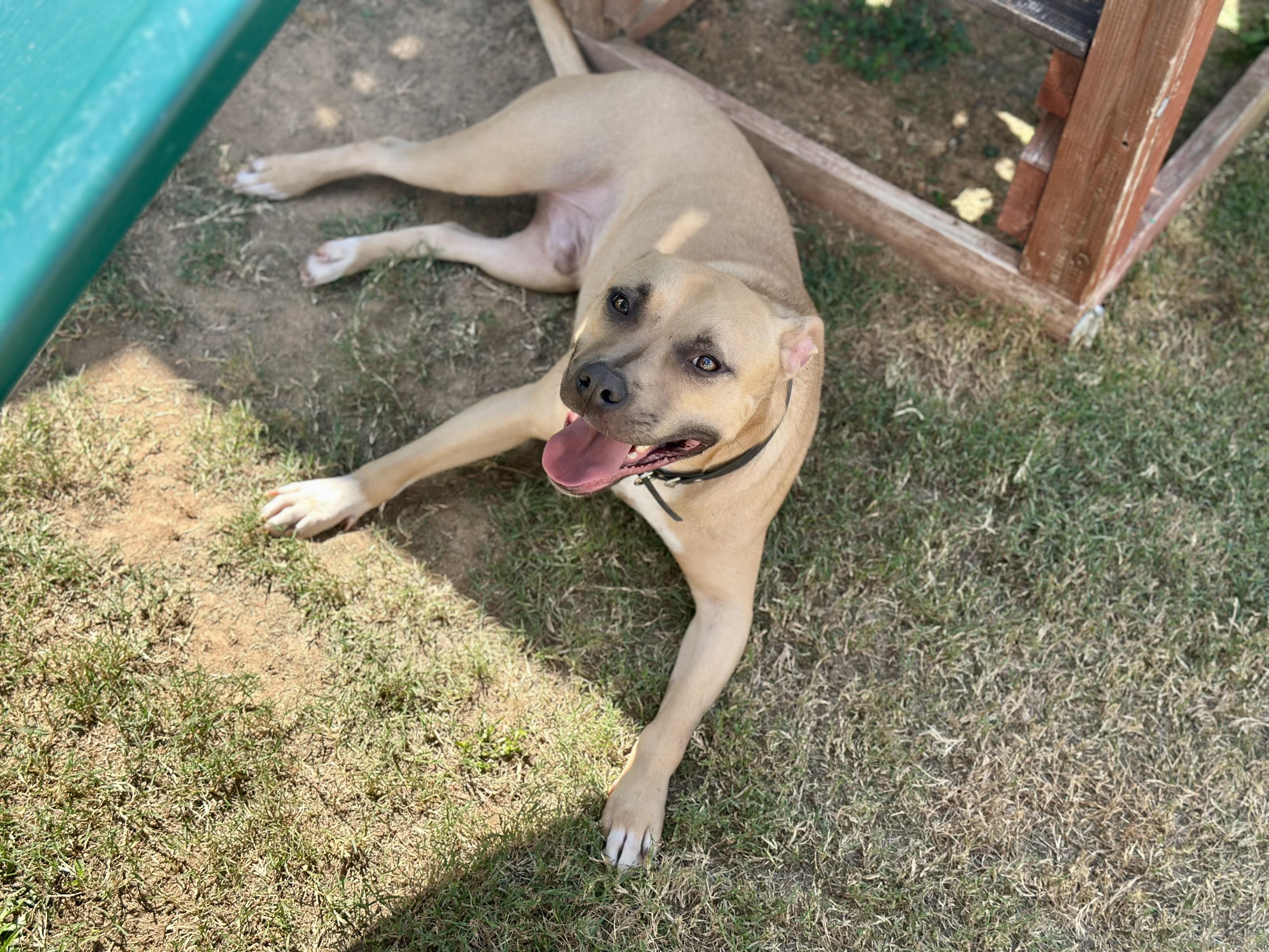 Happy, a Adoptable Mixed Breed in Auburn, GA image 4/6