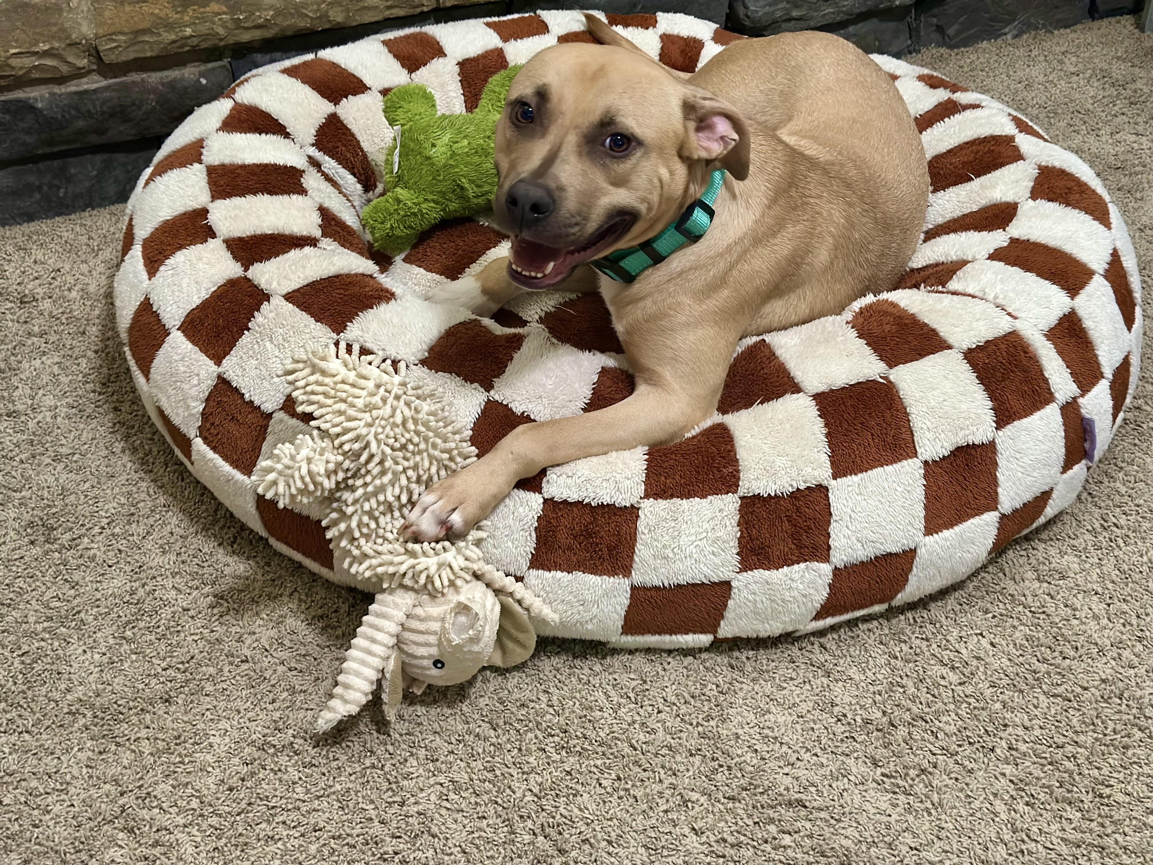 Happy, a Adoptable Mixed Breed in Auburn, GA image 5/6