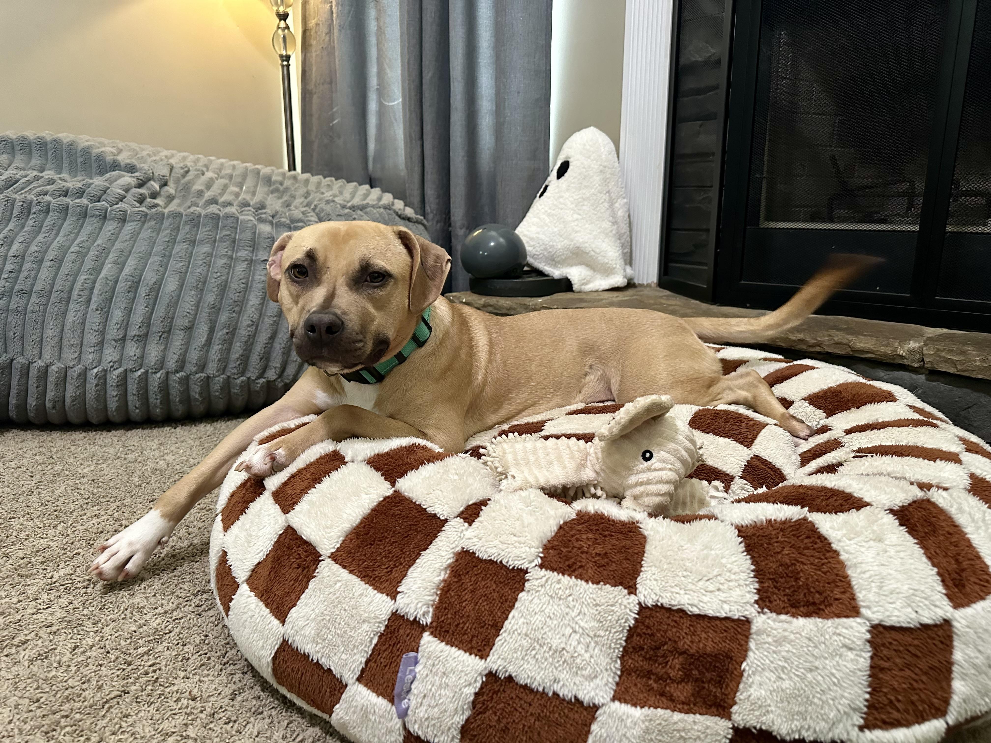 Happy, a Adoptable Mixed Breed in Auburn, GA image 6/6