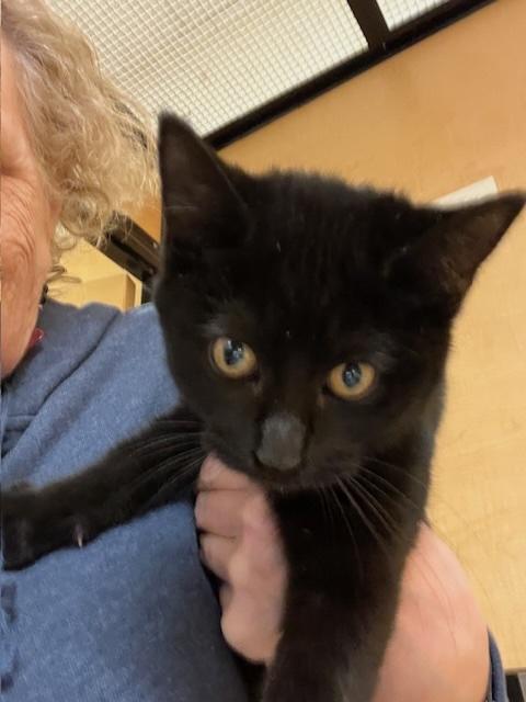 TOOTHLESS, adopted, Kitten Male Domestic Short Hair.