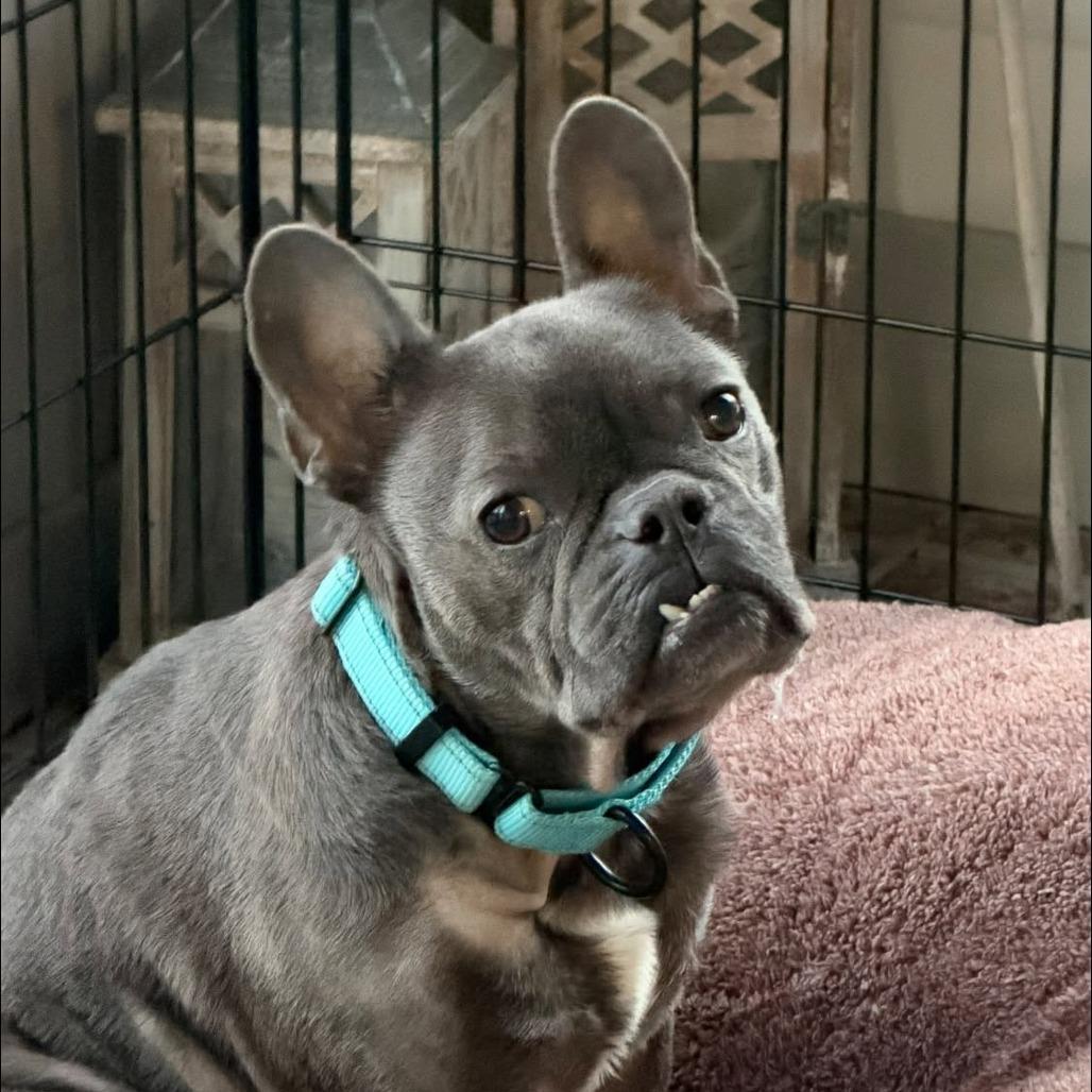 Enlarge Duke, a Adoptable French Bulldog in Huber Heights, OH image 2/6