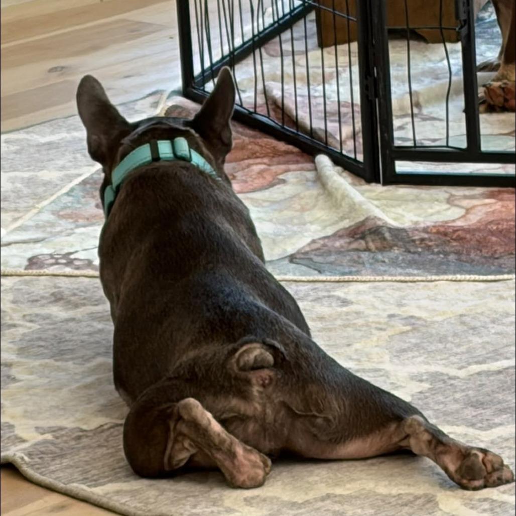 Enlarge Duke, a Adoptable French Bulldog in Huber Heights, OH image 3/6