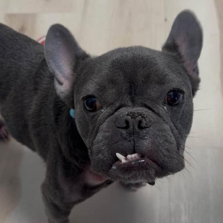 Enlarge Duke, a Adoptable French Bulldog in Huber Heights, OH image 4/6