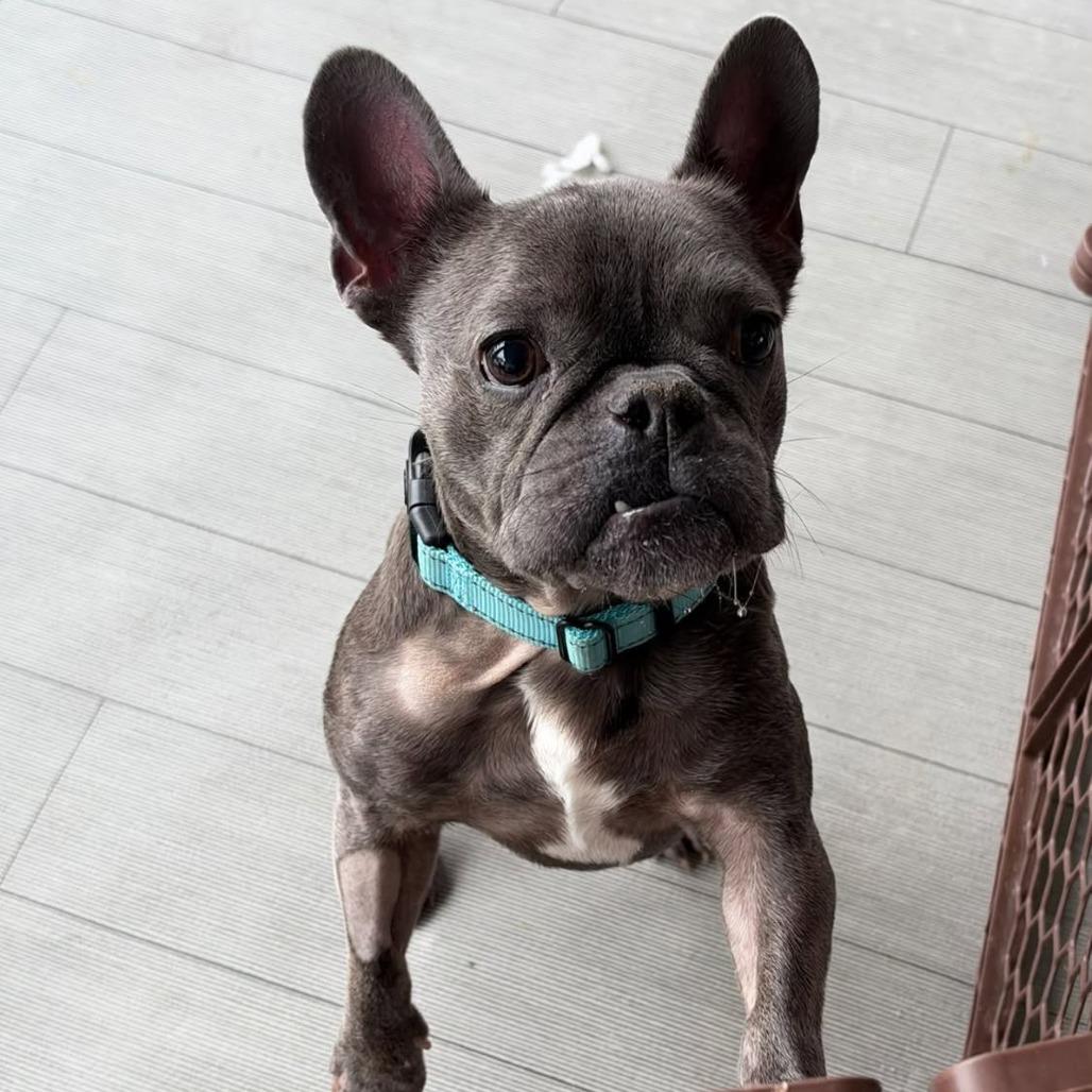 Enlarge Duke, a Adoptable French Bulldog in Huber Heights, OH image 5/6