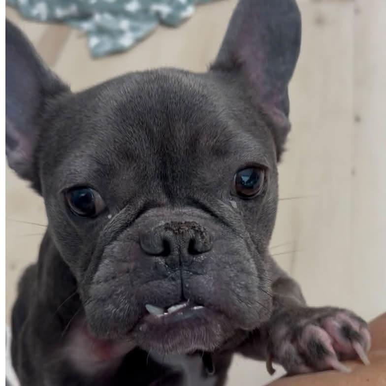 Enlarge Duke, a Adoptable French Bulldog in Huber Heights, OH image 6/6