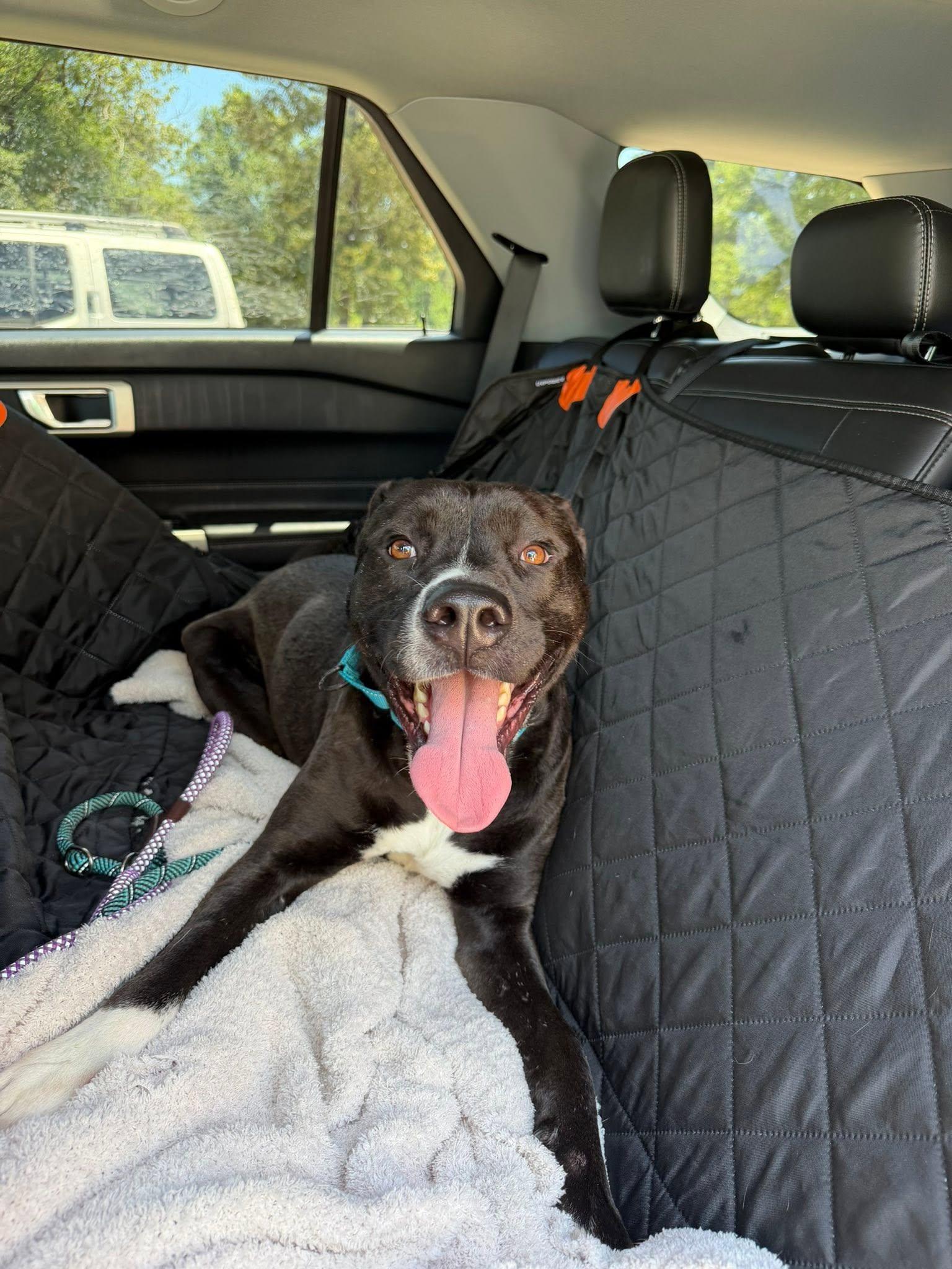 Magic (THE SWEETEST, calm, gentle, friendly, good with kids, walks well on a leash), an adopted mixed breed in Traverse City, MI image 2/5