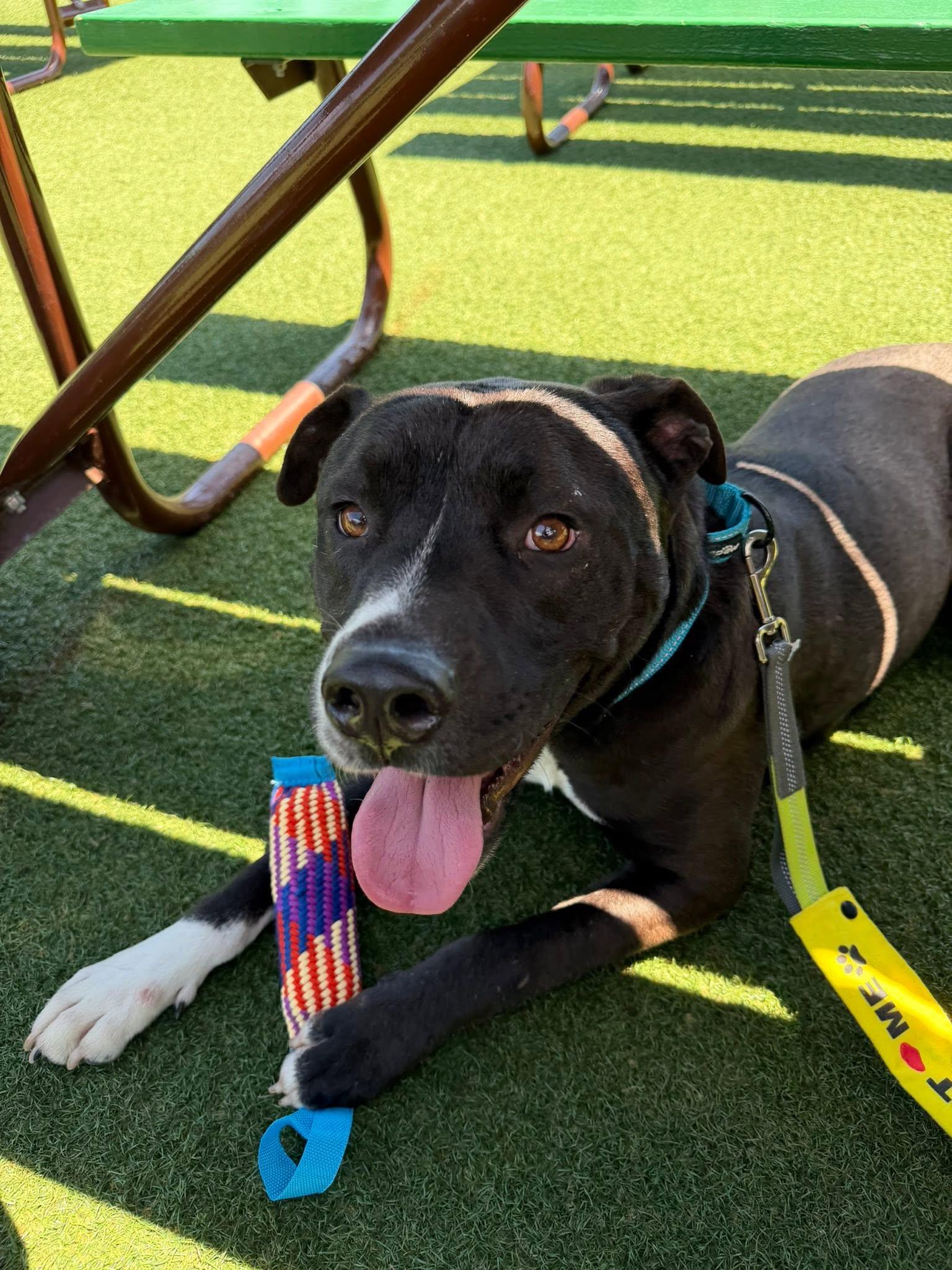 Magic (THE SWEETEST, calm, gentle, friendly, good with kids, walks well on a leash), an adopted mixed breed in Traverse City, MI image 3/5