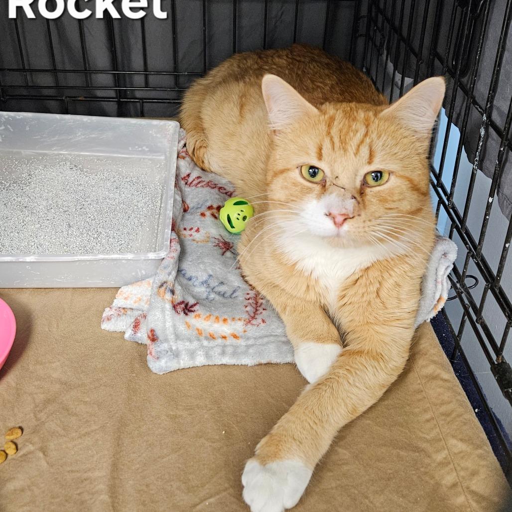 Rocket, Adoptable, Young Male Domestic Short Hair.