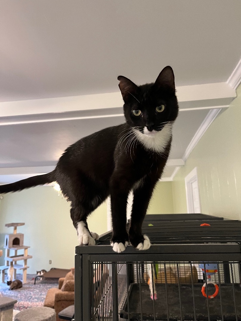 Stormy, a Adoptable Tuxedo in Mobile, AL image 1/4