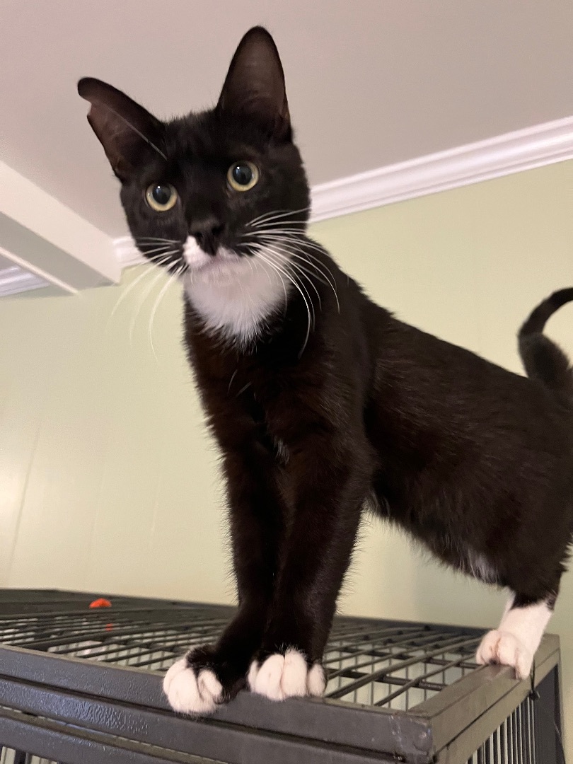 Stormy, a Adoptable Tuxedo in Mobile, AL image 2/4