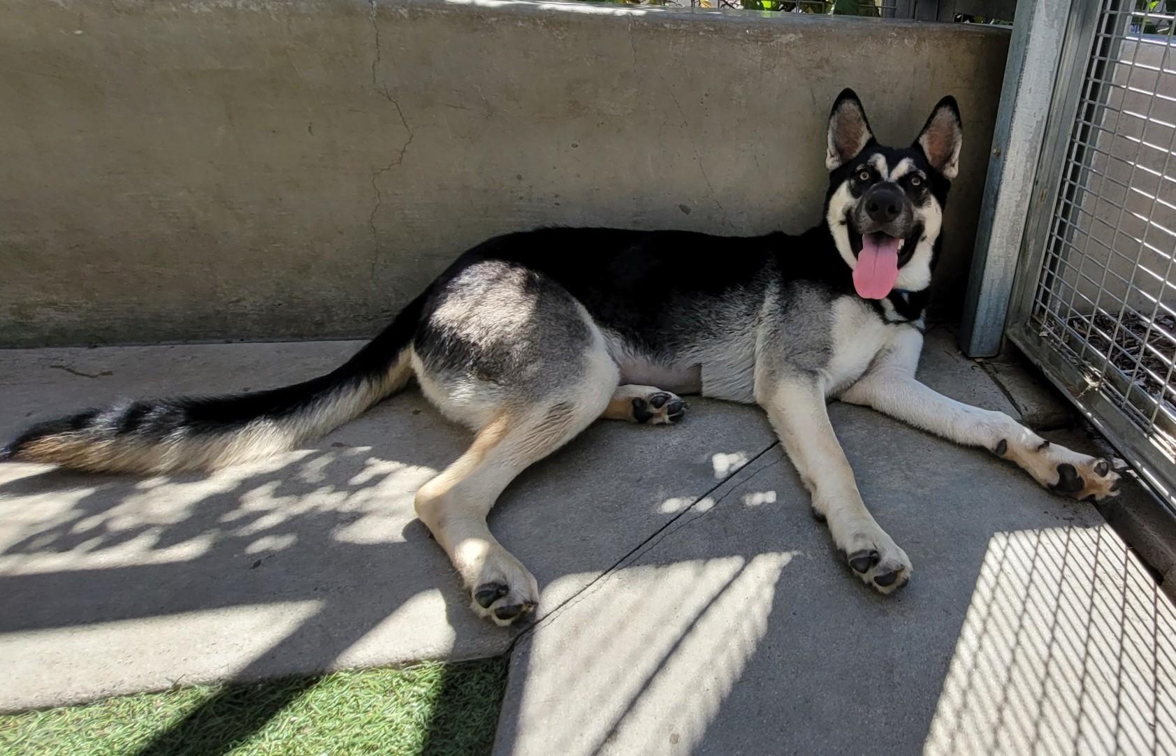Enlarge Mavis, a Adoptable mixed breed in Corona Del Mar, CA image 5/6