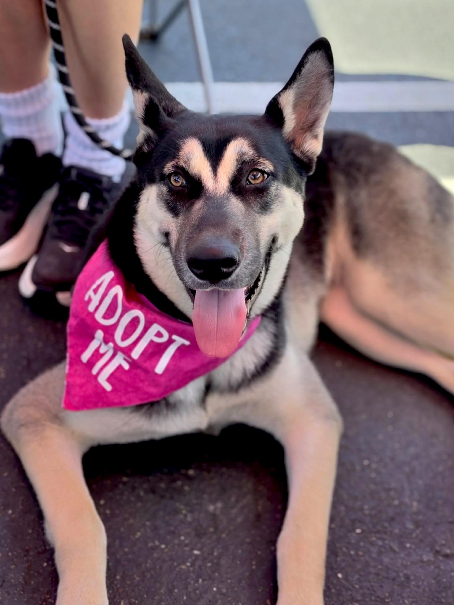 Enlarge Mavis, a Adoptable mixed breed in Corona Del Mar, CA image 3/6