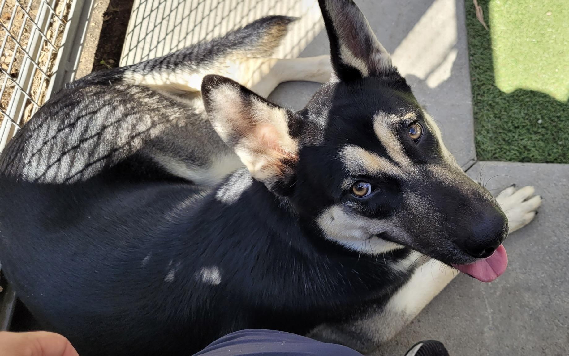 Enlarge Mavis, a Adoptable mixed breed in Corona Del Mar, CA image 6/6