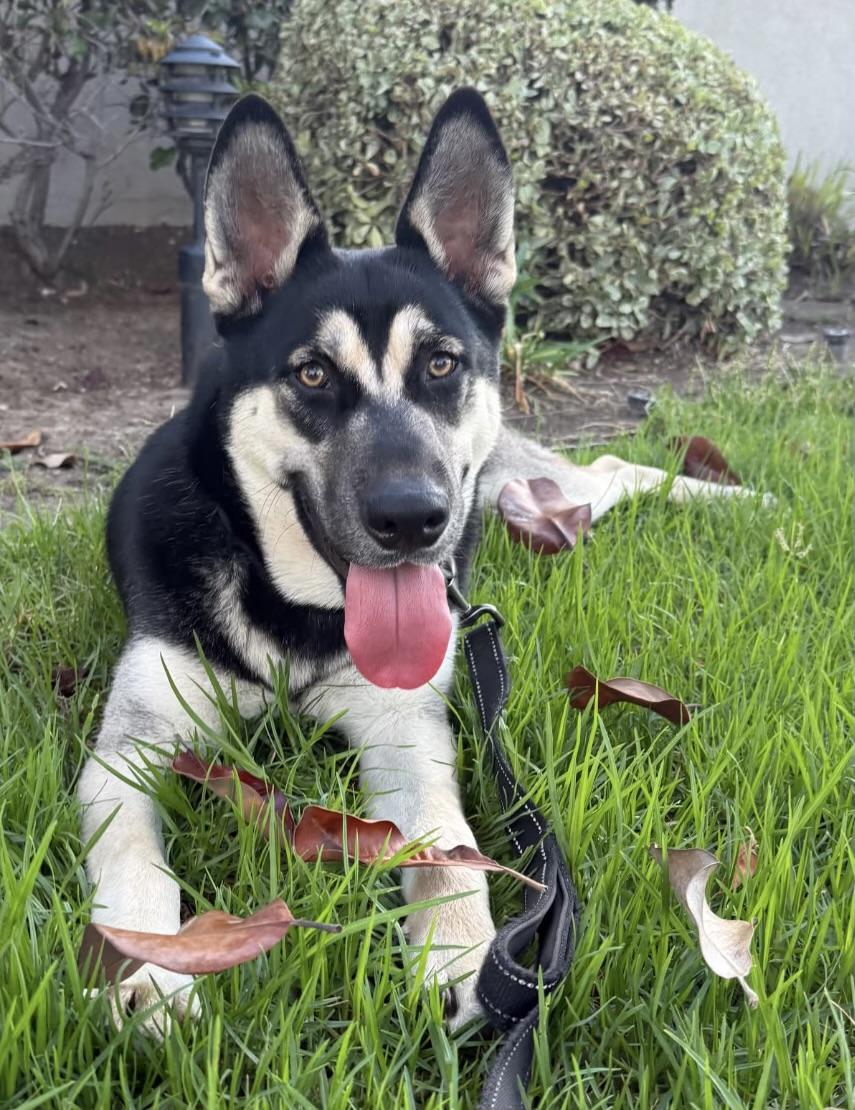 Enlarge Mavis, a Adoptable mixed breed in Corona Del Mar, CA image 4/6