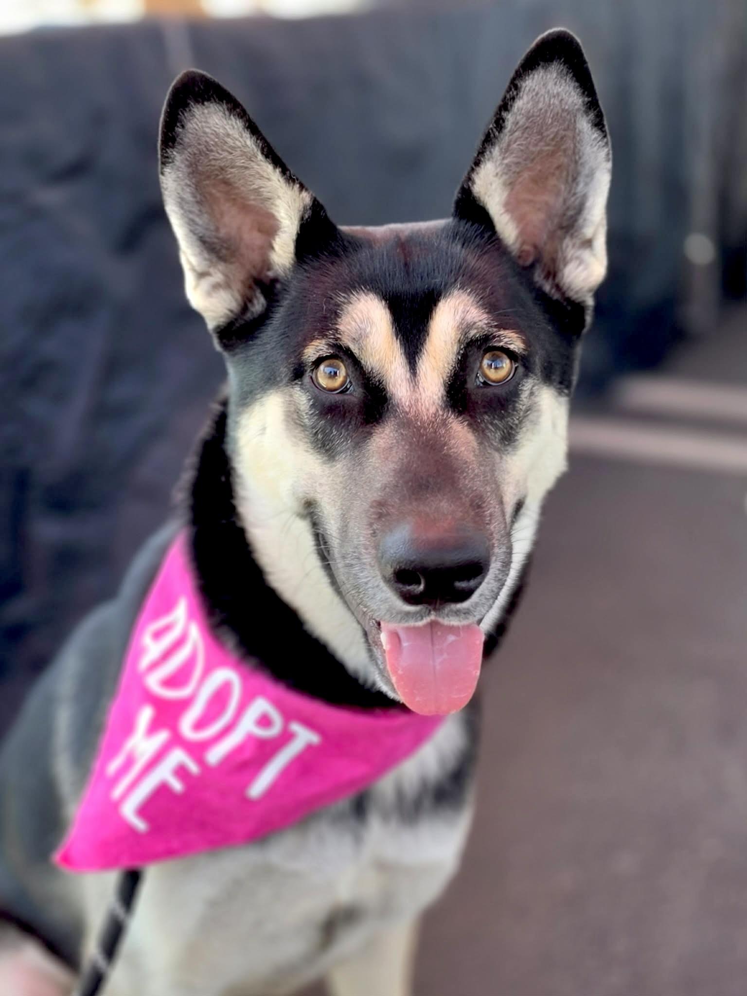 Enlarge Mavis, a Adoptable mixed breed in Corona Del Mar, CA image 1/6