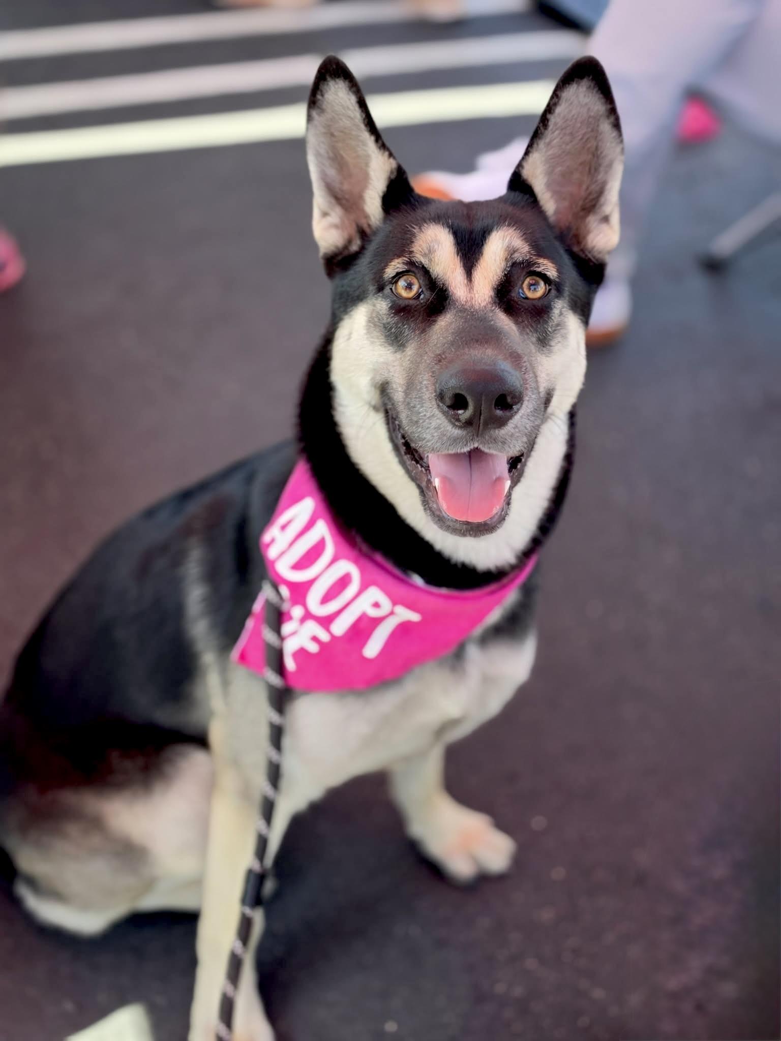 Enlarge Mavis, a Adoptable mixed breed in Corona Del Mar, CA image 2/6