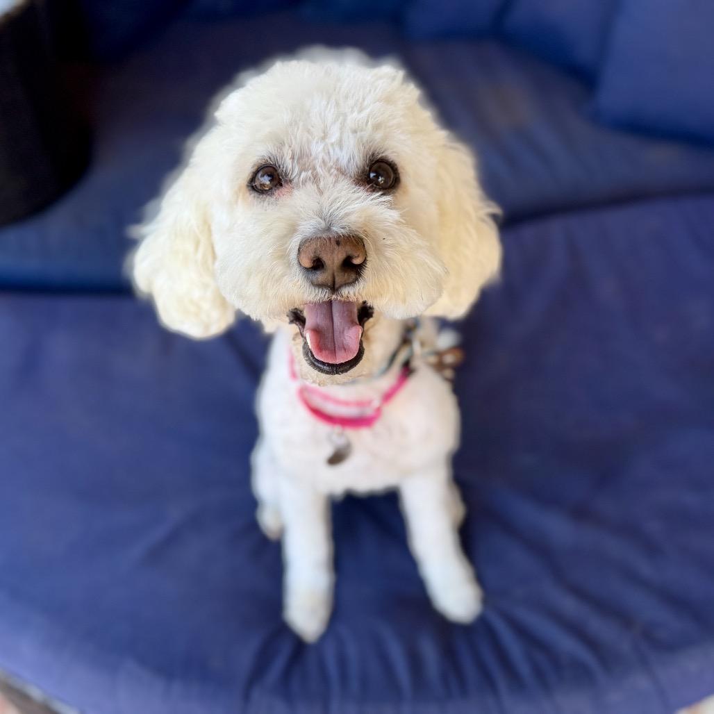 Enlarge Chiquita, a Adoptable mixed breed in Ramona, CA image 1/5