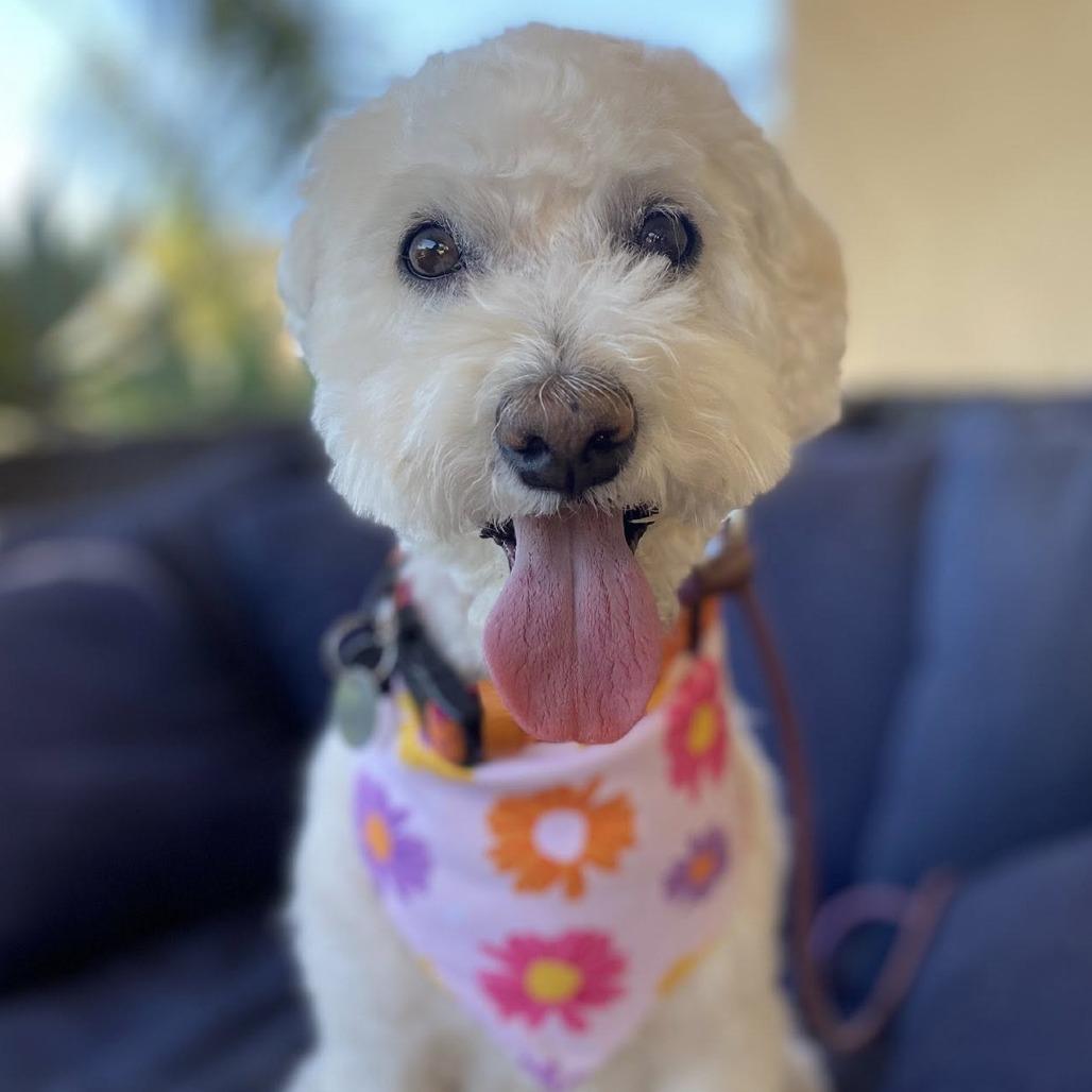 Enlarge Chiquita, a Adoptable mixed breed in Ramona, CA image 2/5